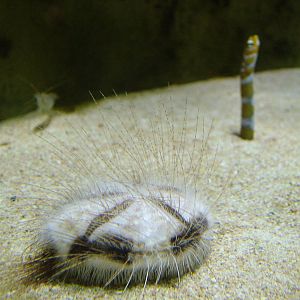 Sand Dollar at Cologne, 07/09/10