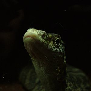 Spencer's Monitor at Cologne, 07/09/10