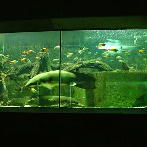 Lungfish and Rainbowfish Tank at Cologne, 07/09/10