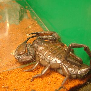 Flat Rock Scorpion at Cologne, 07/09/10