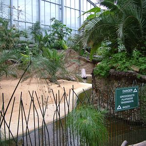 Nile Crocodile Exhibit at Cologne, 07/09/10