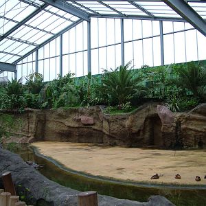 Hippo Exhibit at Cologne, 07/09/10