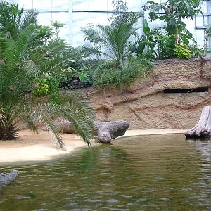 Nile Crocodile Exhibit at Cologne, 07/09/10