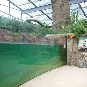 Common Hippo Exhibit at Cologne, 07/09/10