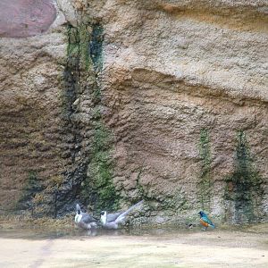 Birds in the HippoDom at Cologne, 07/09/10