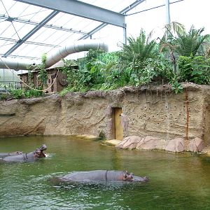 Common Hippo Exhibit at Cologne, 07/09/10