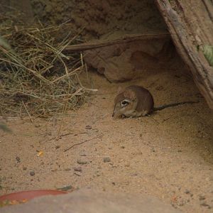 Rufous Elephant Shrew at Cologne, 07/09/10