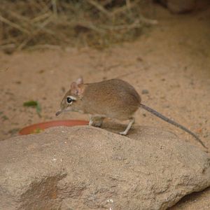 Rufous Elephant Shrew at Cologne, 07/09/10