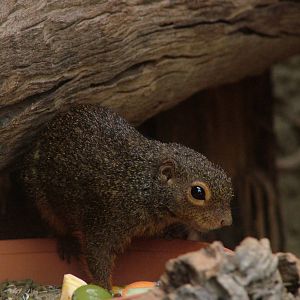 Red-legged Sun Squirrel at Cologne, 07/09/10