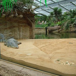 Nile Crocodile Exhibit at Cologne, 07/09/10