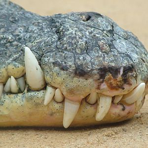 Nile Crocodile Snout at Cologne, 07/09/10