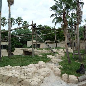Gorilla Exhibit