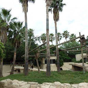 Gorilla Exhibit
