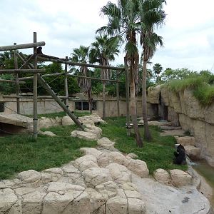 Gorilla Exhibit