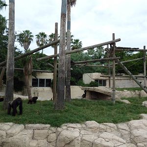 Gorilla Exhibit