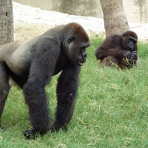 Gorillas