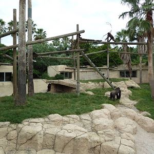 Gorilla Exhibit
