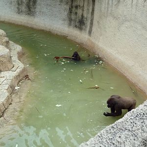 Gorilla Moat
