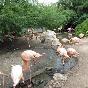 Caribbean Flamingo Exhibit