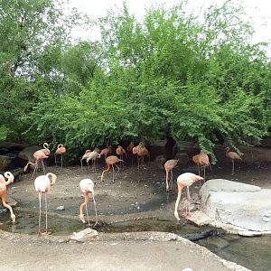Caribbean Flamingo Exhibit