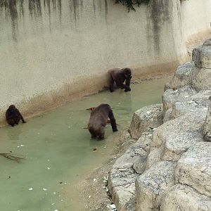 Gorilla Moat