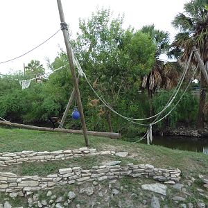 Mexican Spider Monkey Exhibit