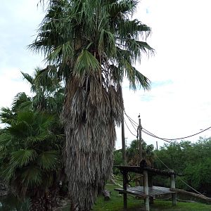 Mexican Spider Monkey Exhibit