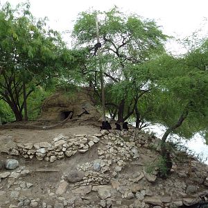 Black Spider Monkey Exhibit