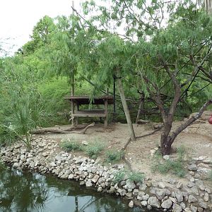 Black Spider Monkey Exhibit