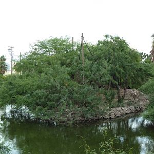 Black Spider Monkey Exhibit