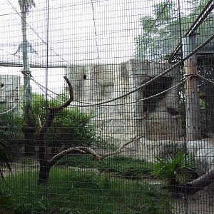 Blue + Yellow Macaw/Military Macaw/Greater Curassow Exhibit