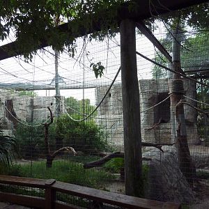 Blue + Yellow Macaw/Military Macaw/Greater Curassow Exhibit