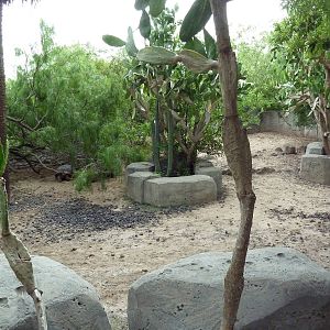 Galapagos Tortoise Exhibit