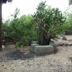 Galapagos Tortoise Exhibit