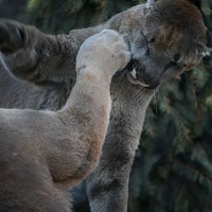 pumas play fighting