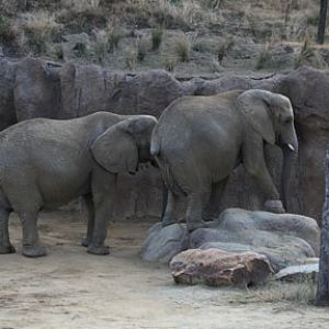 rock climbing elephant