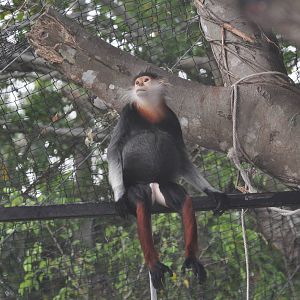 Douc langur/ Pygathrix nemaeus nemaeus