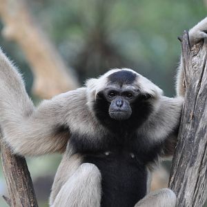 Pileated gibbon/ Hylobates pileatus