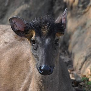 Fea`s muntjac/ Muntiacus feae