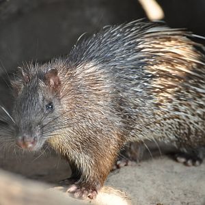Asiatic brush-tailed porcupine/ Atherurus macrourus