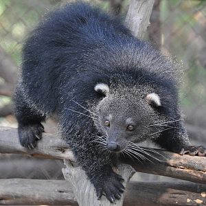 Binturong/ Arctictis binturong
