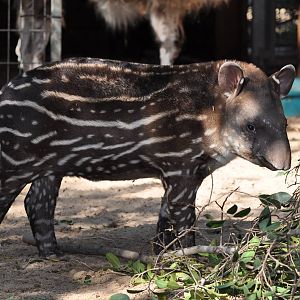 South American tapir/ Tapirus terrestris