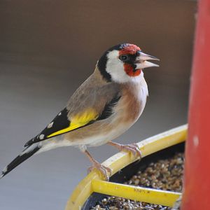 European goldfinch/ Carduelis carduelis