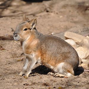 Patagonian mara/ Dolichotis patagonum