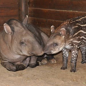 South American tapir/ Tapirus terrestris