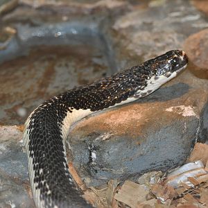 Monacled cobra/ Naja naja siamensis