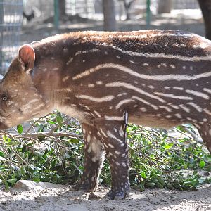 South American tapir/ Tapirus terrestris