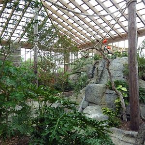 South American Free-Flight Aviary