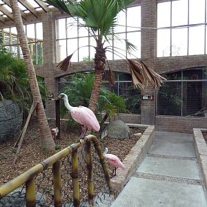 South American Free-Flight Aviary
