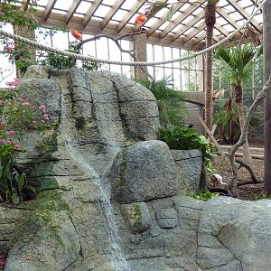 South American Free-Flight Aviary